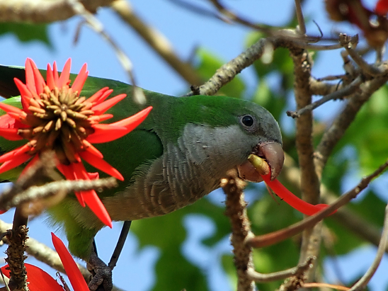 Monk-Parakeet.-Myiopsitta-Monachus-000057045312_Small